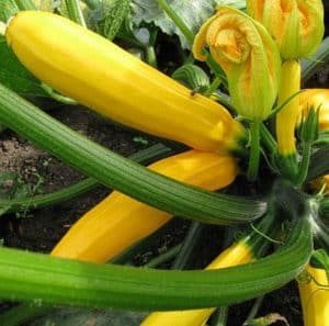 golden zucchini plant