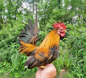 tiny rooster