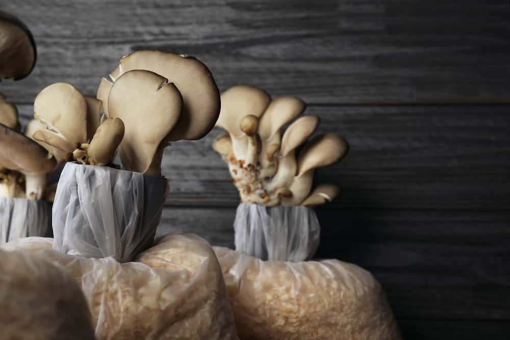 Growing Mushrooms At Home A Step By, How To Stop Mushrooms From Growing In Basement