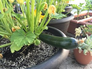 growing zucchini in pots