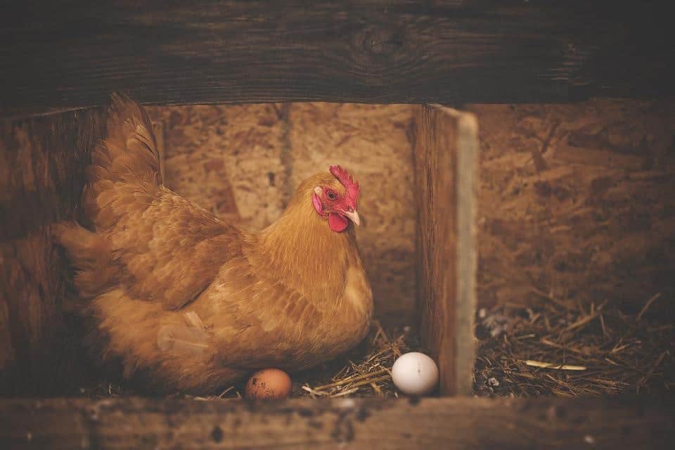 Hen with eggs