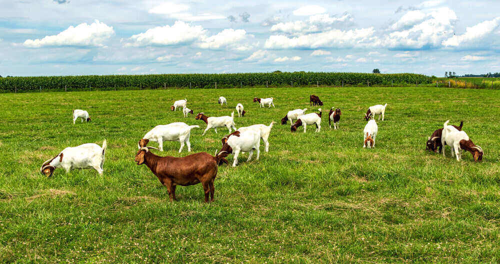 How Many Goats Per Acre