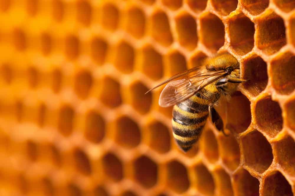 how long do honey bees live