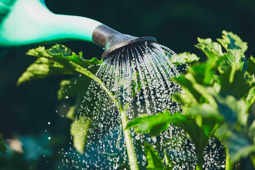 How Often Should I Water My Vegetable Garden: Gardening Tips