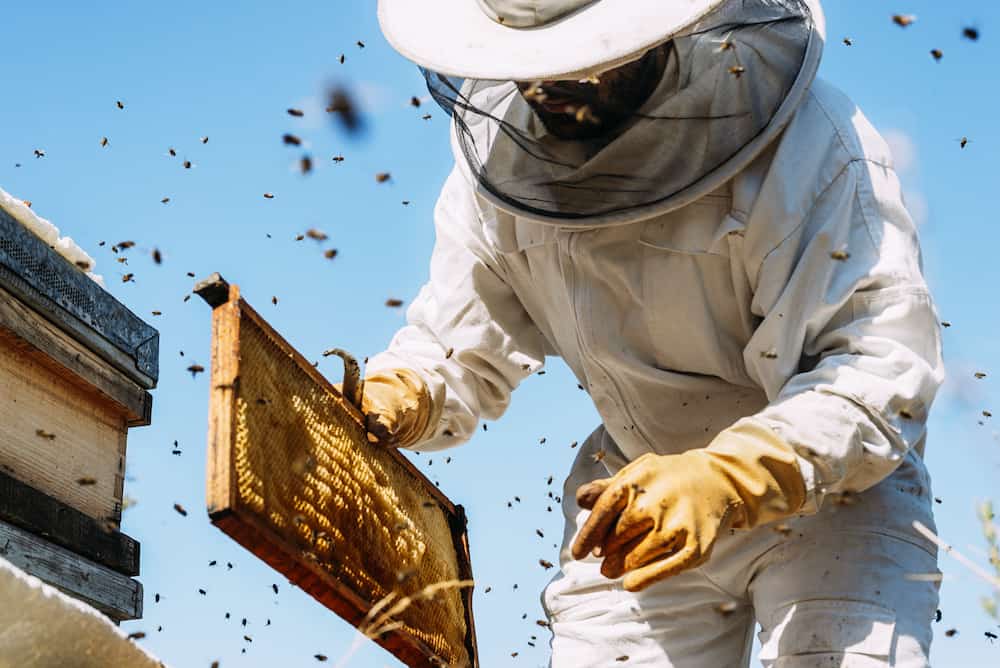 how to become a beekeeper