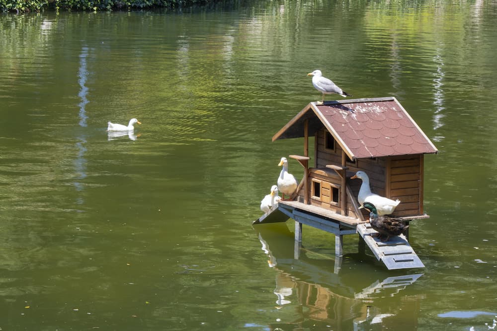 how to build a duck house