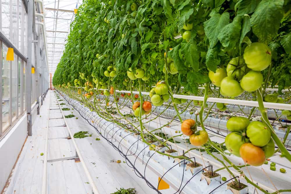 how to grow hydroponic tomatoes