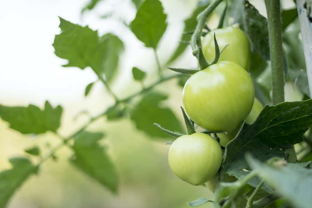 how to ripen green tomatoes