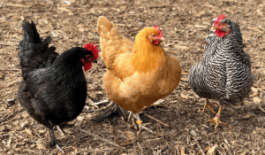 Plymouth rock chicken in mixed flock