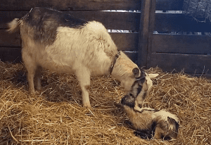 Mini alpine doeling with mother