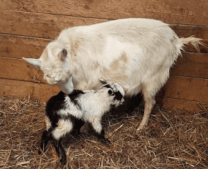 Mini alpine goat buckling