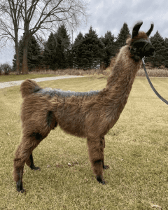 llama diet is pasture foraging