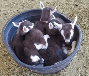 Toggenburg Goat kids