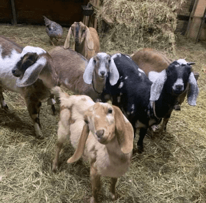 Nubian goat colors
