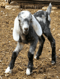 nubian goat kid