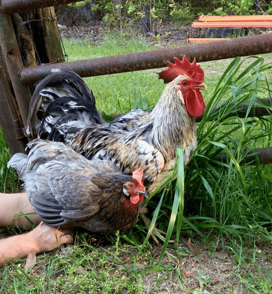 Olive Egger chickens