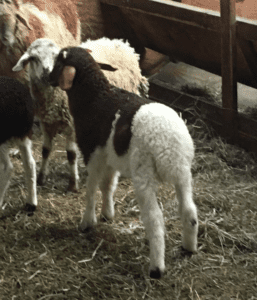 fat tailed lamb