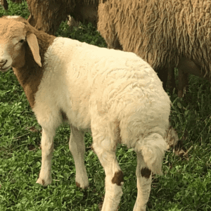 Lamb tail fat