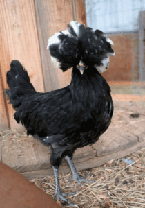 White crested black Polish chicken