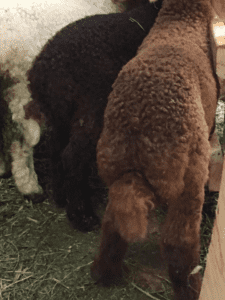 Fat tailed ram lambs