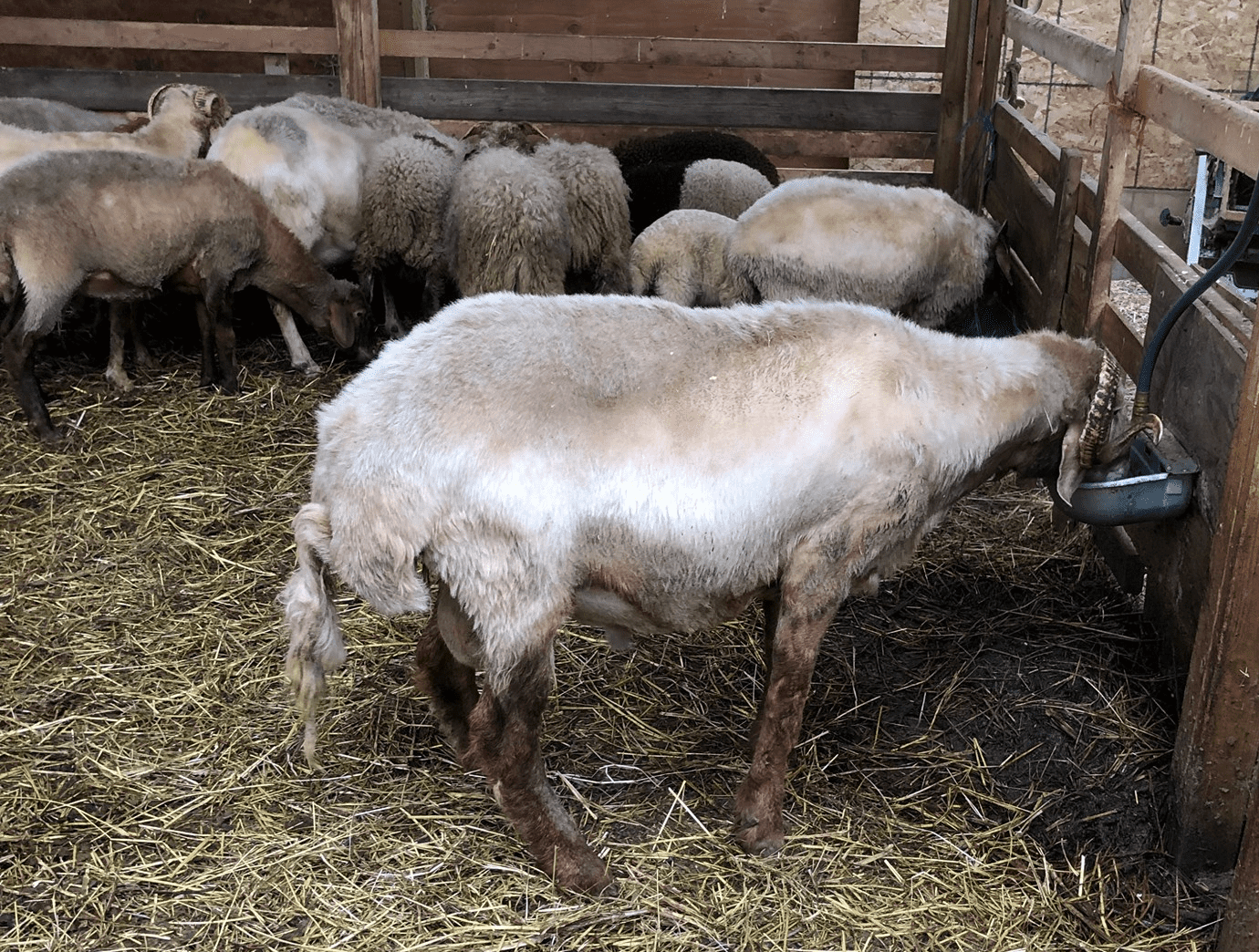 fat tailed sheep