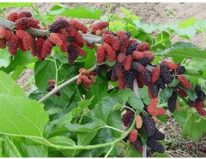 types of mulberries