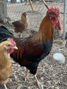 Welsummer rooster temperament