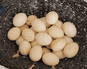 muscovy duck eggs