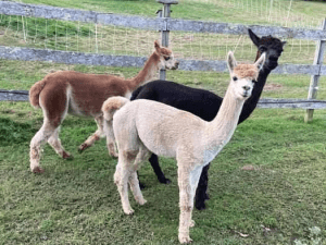 raising alpaca for fiber