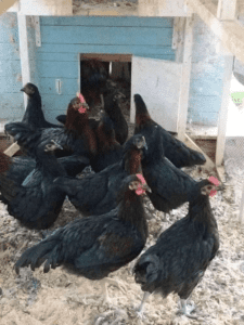 Australorp chickens