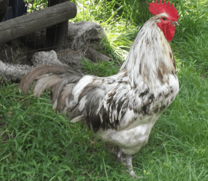 Blue Jersey Giant Rooster