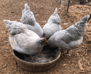 Lavender Orpington chickens