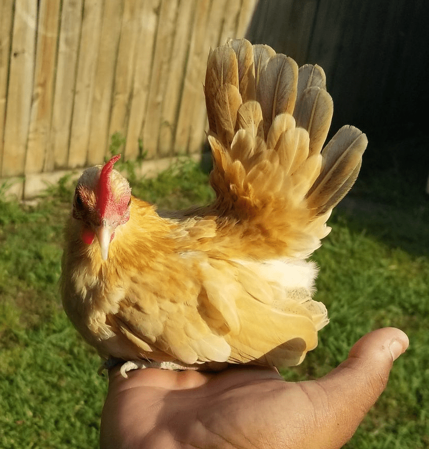 Kikiriki chickens