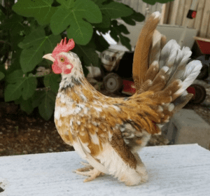 Kikiriki rooster