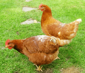 Isa brown chickens