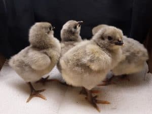 lavender chicks