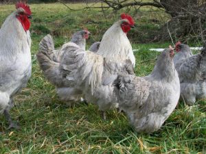 lavender orpington chickens