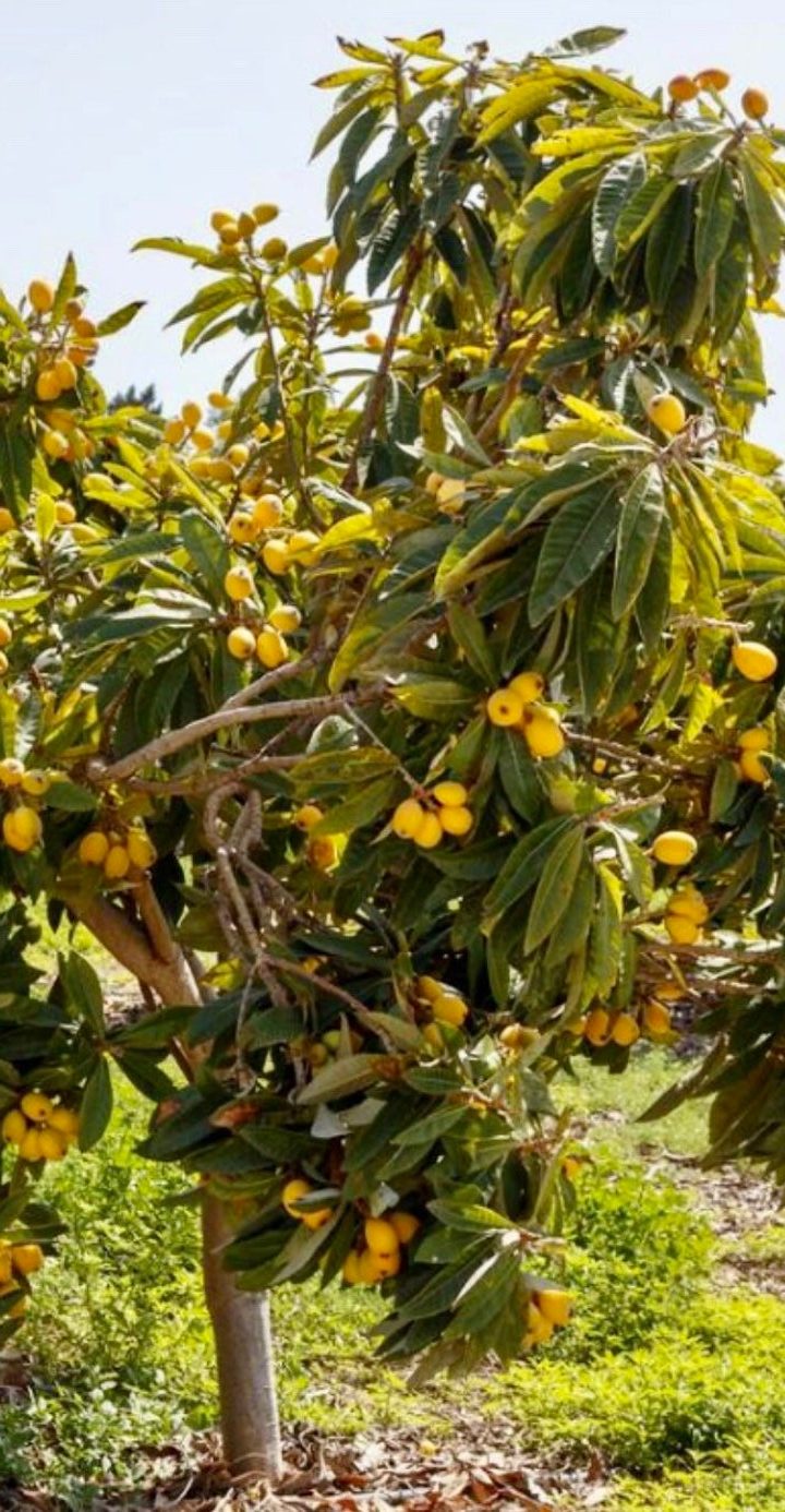 Loquat Tree ~ Grow Loquats at Home for Bountiful Harvest   Rural ...
