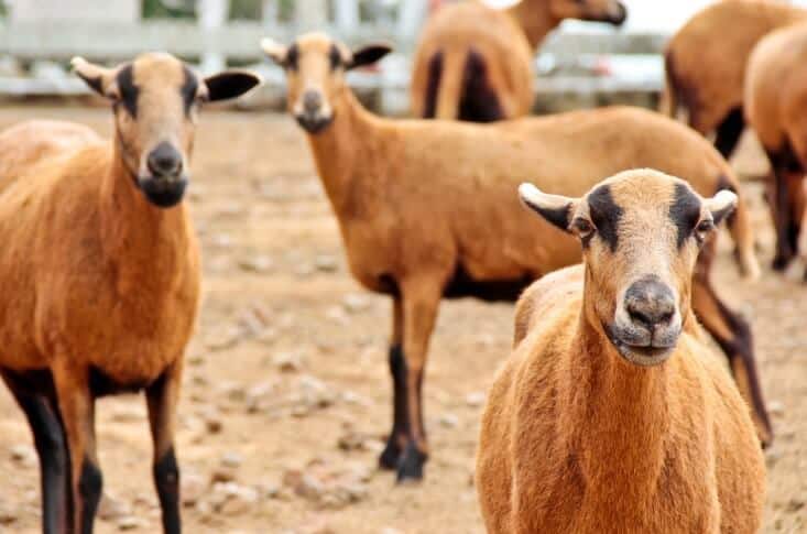 Barbados sheep breed