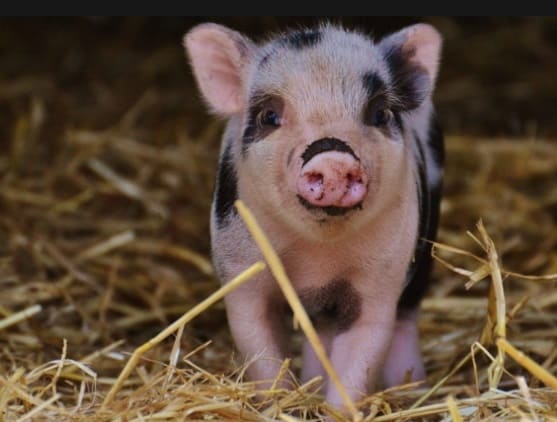 mini pig in dry grass
