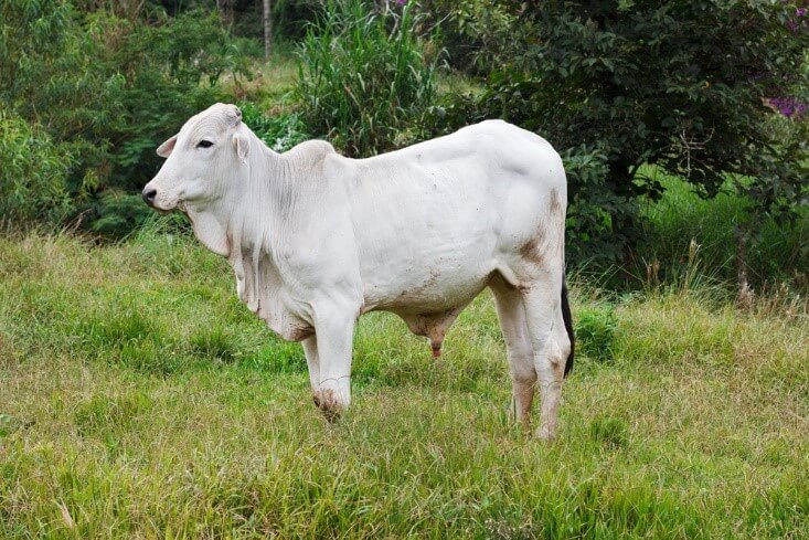 ongole cattle pasturing