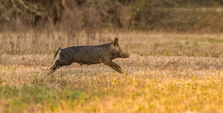 ossabaw island pig running
