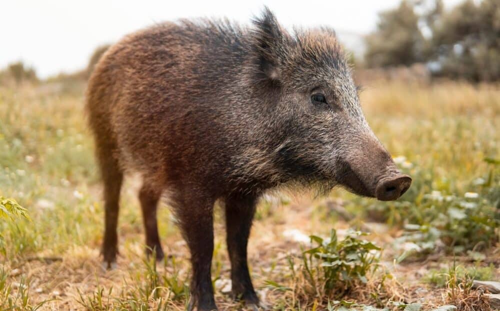 Ossabaw Pigs