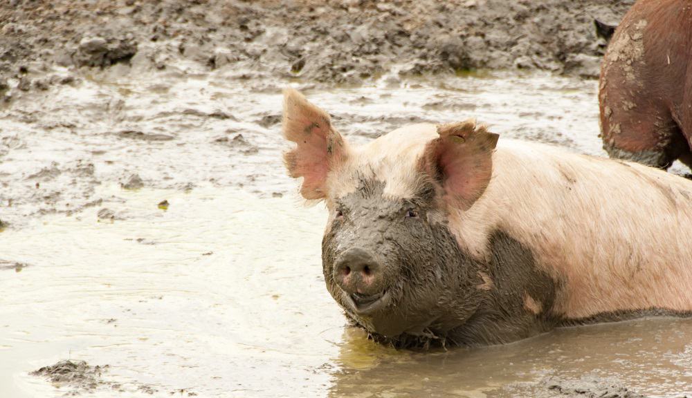 why do pigs like mud