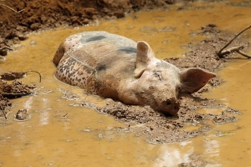 pig sleeping in mud