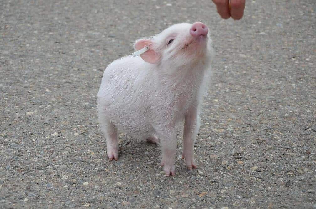 piglet with human