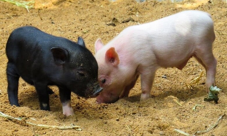piglets feeding