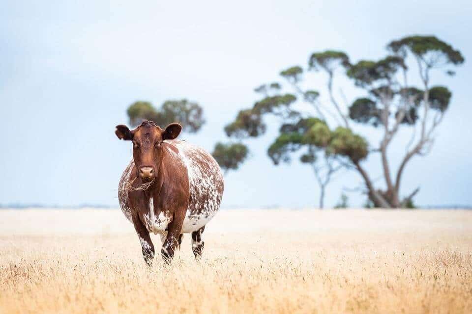 pregnant cow standing