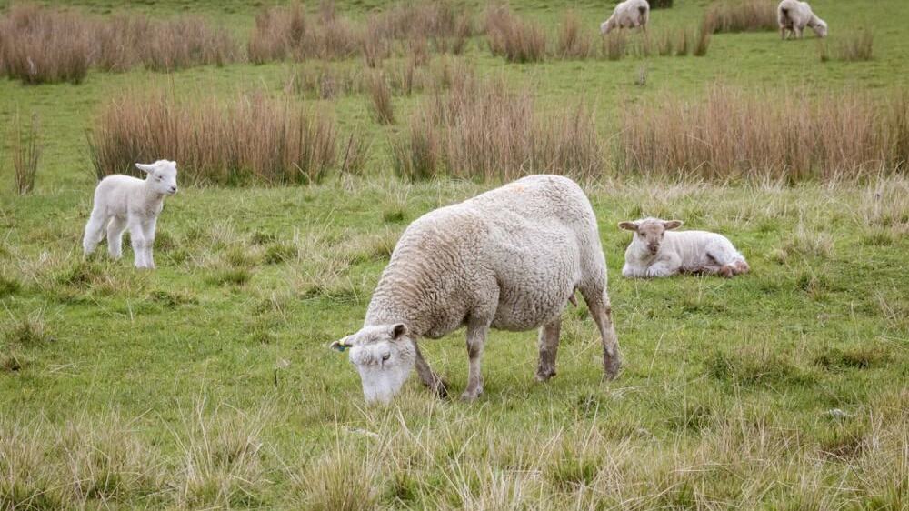 how long are sheep pregnant