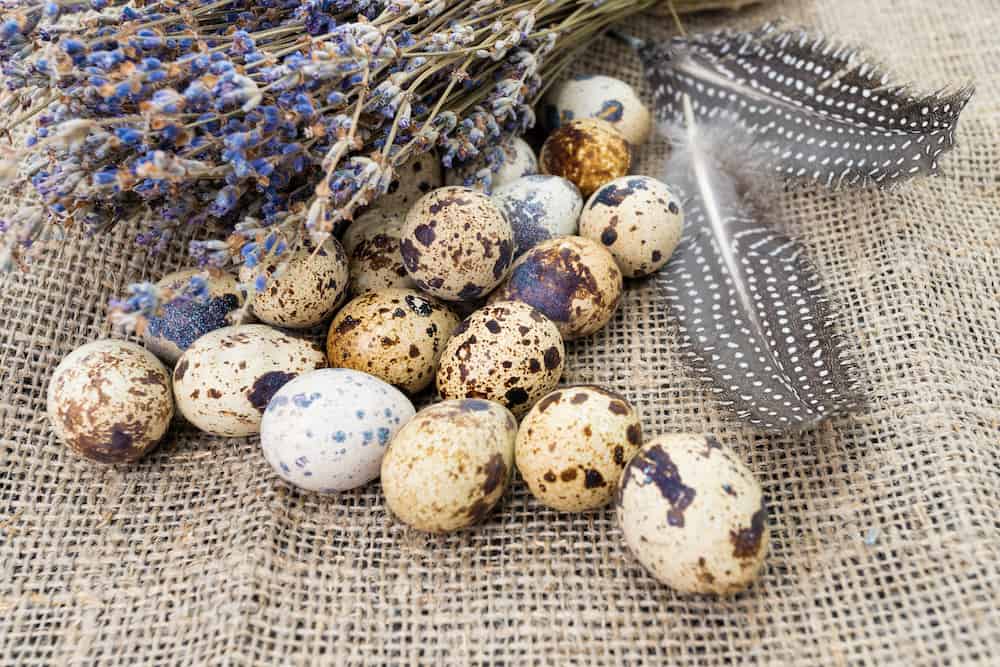 what do quail eggs look like